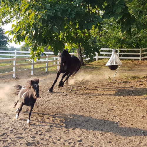 RECINZIONI PER CAVALLI: COME ORIENTARSI